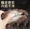 大连即食底播刺参500g/袋 商品缩略图1