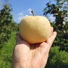 有机黄金梨 商品缩略图1