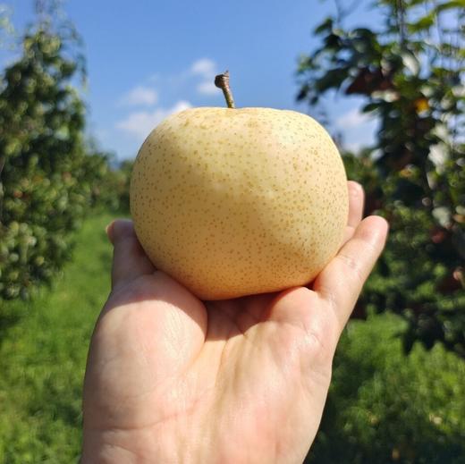 有机黄金梨 商品图1
