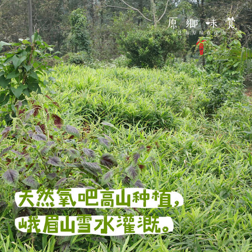 生态小黄姜（成都仓库-顺丰包邮 ）｜2斤/箱，来自四川峨眉山，生产者：张书华【合作生产，公平贸易】 商品图11
