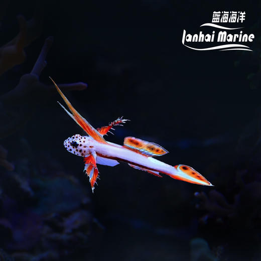 火炬虾虎 商品图0