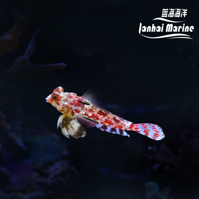 火麒麟（吃虫子）