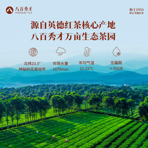 【花香型】八百秀才1954英红九号礼盒装160g 商品图4