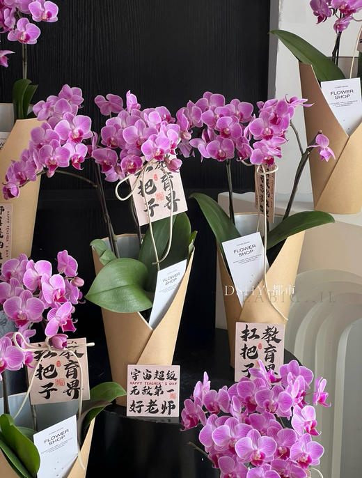 【2025.教师节】2株蝴蝶兰组合小盆栽79（品种随机 带手提袋 现货，下单即可到店自提） 商品图5