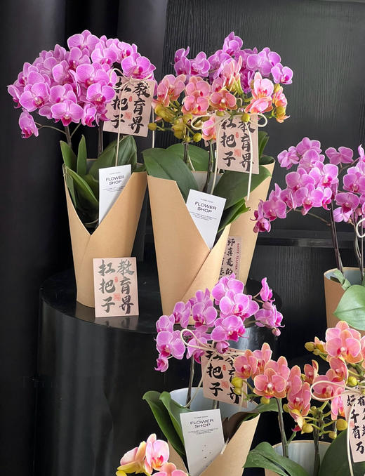 【2025.教师节】2株蝴蝶兰组合小盆栽79（品种随机 带手提袋 现货，下单即可到店自提） 商品图1