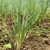 生态小香葱 | 清香微辣 | 石嫣农场* Chive/Scallion | Self-Produced 商品缩略图1