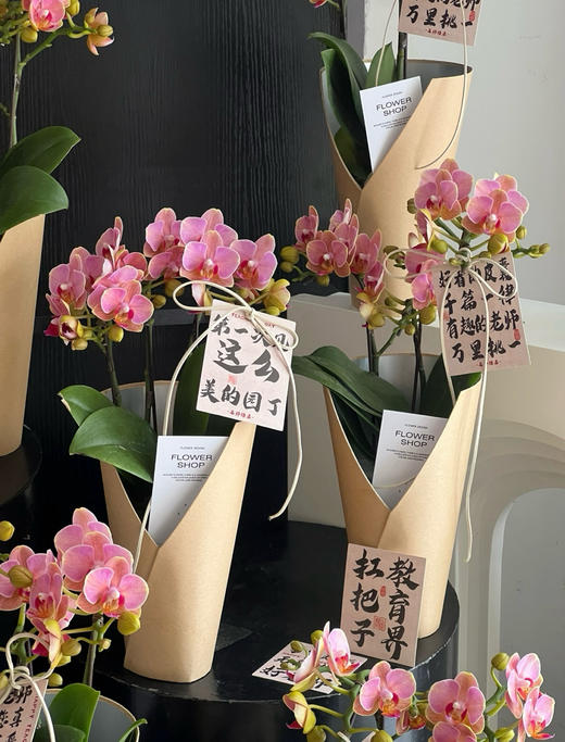 【2025.教师节】2株蝴蝶兰组合小盆栽79（品种随机 带手提袋 现货，下单即可到店自提） 商品图3