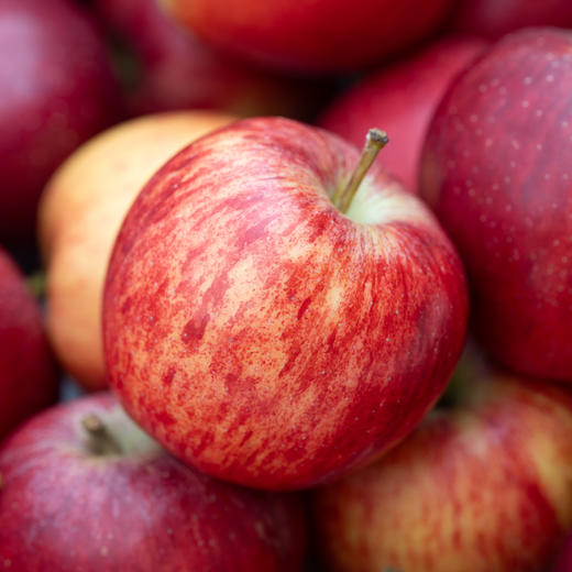 哈巴庄园嘎啦苹果 商品图0