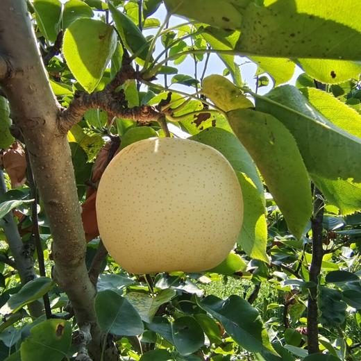 有机黄金梨 商品图2