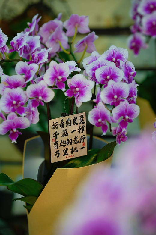 【2025.教师节】2株蝴蝶兰组合小盆栽79（品种随机 带手提袋 现货，下单即可到店自提） 商品图9