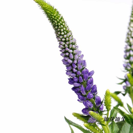 配花 | 鼠尾蓝色 商品图3