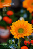 【2025. 教师节】绿心向日葵花礼39.9（现货，下单即可到店自提） 商品缩略图2