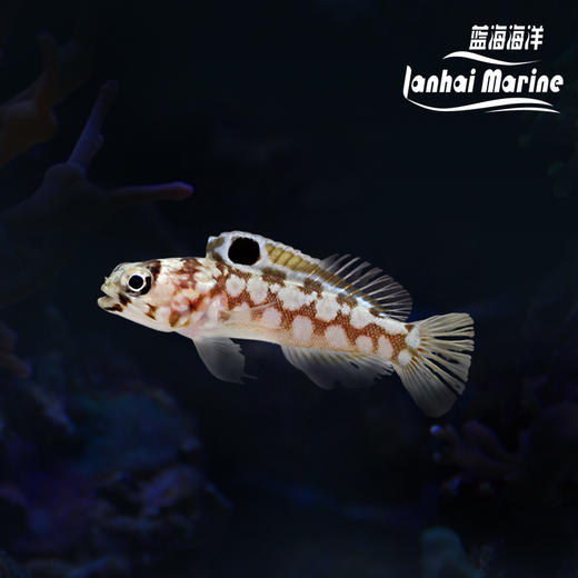 大头虾虎 商品图0