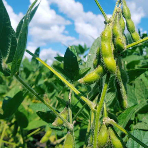 【阿比该】黄豆850g 商品图5