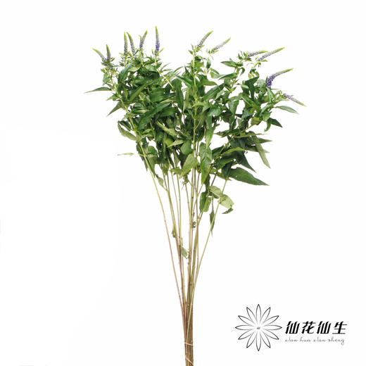 配花 | 鼠尾蓝色 商品图1