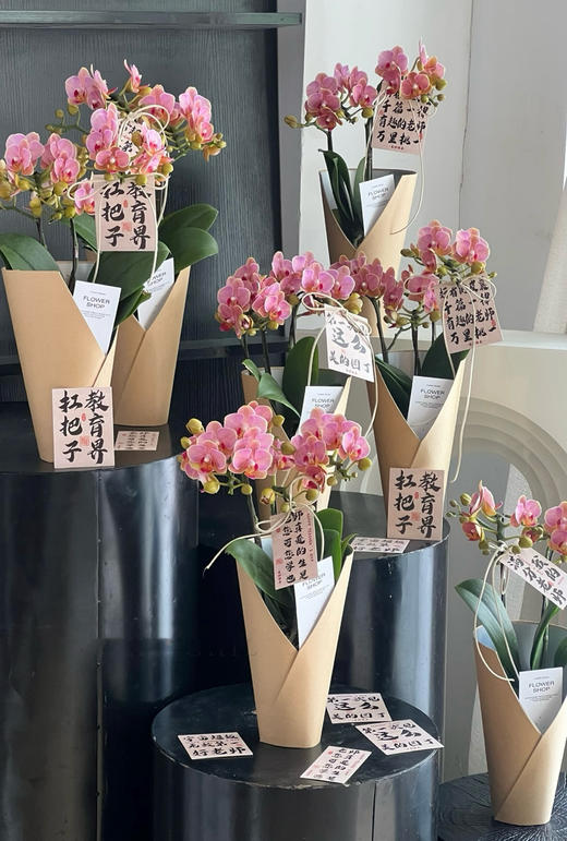 【2025.教师节】2株蝴蝶兰组合小盆栽79（品种随机 带手提袋 现货，下单即可到店自提） 商品图6