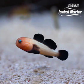 熊猫虾虎
