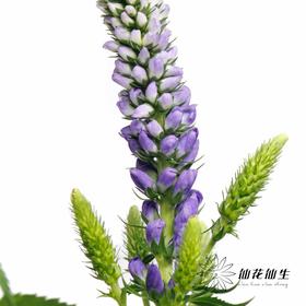 配花 | 鼠尾蓝色