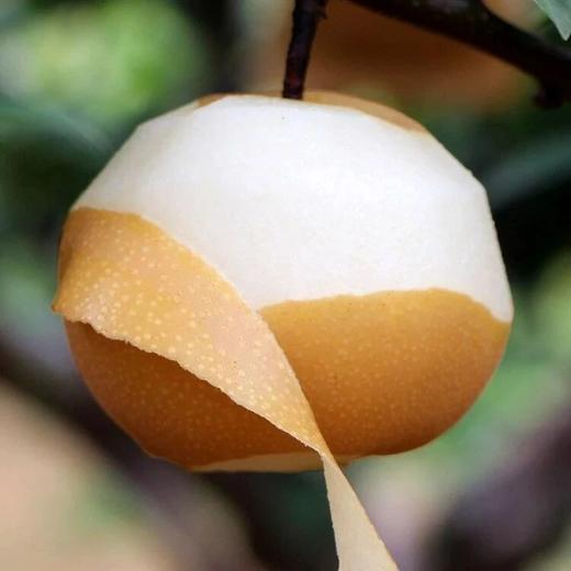 秋月梨 单颗8两以上礼盒品质果 脆嫩无渣 商品图3