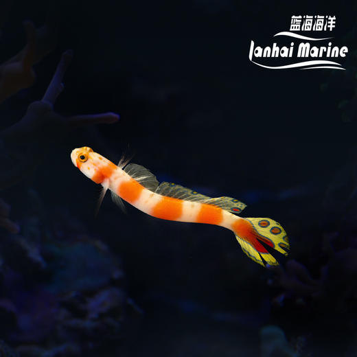 马代粉条纹虾虎 商品图0