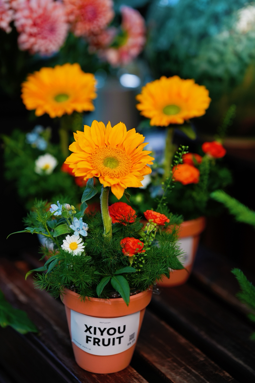 【2025. 教师节】绿心向日葵花礼39.9（现货，下单即可到店自提）