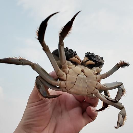 2025年源鲜阳澄·大闸蟹溯源，蟹卡抢先发售，正宗、地道、保真 商品图3