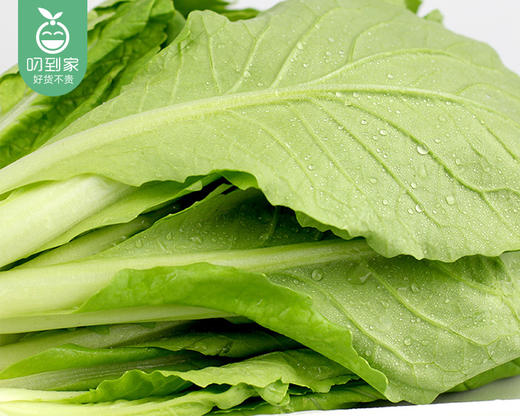 霜打菜-享通绿色毛毛菜苗*2盒（300g±15g/盒） 商品图1
