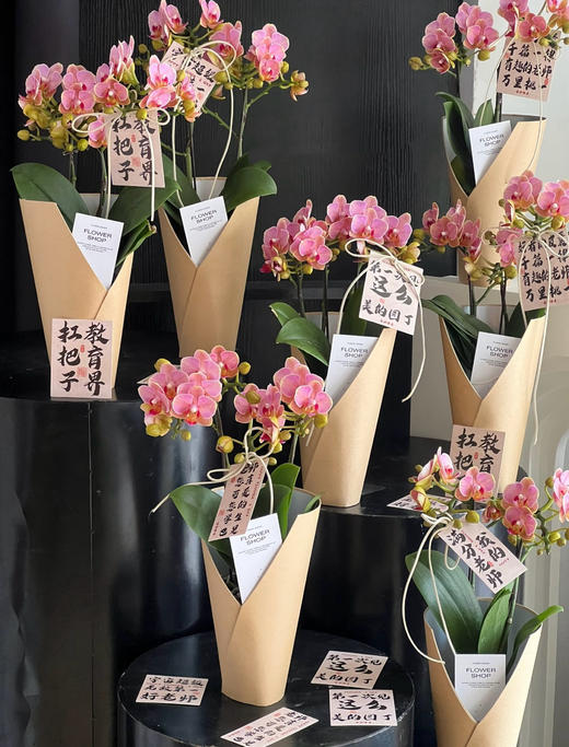 【2025.教师节】2株蝴蝶兰组合小盆栽79（品种随机 带手提袋 现货，下单即可到店自提） 商品图4