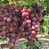 【新疆86团新鲜葡萄】新鲜水果 皮薄肉脆新疆红提 2斤 商品缩略图4