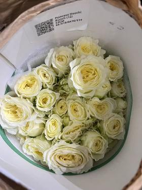 肯尼亚玫瑰princess hoshi星公主12支