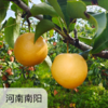 有机圆黄梨  多规格 商品缩略图0