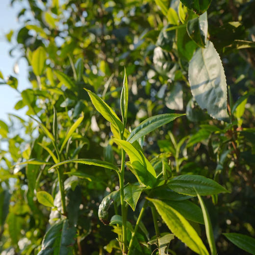 云南滇红丨单株古树滇红125g 商品图5