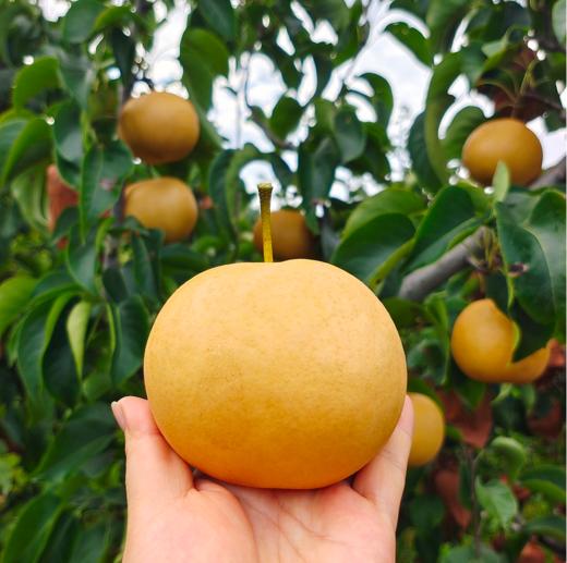 有机圆黄梨  多规格 商品图2