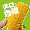 灶小美【内蒙古产地】黄糯八厘米玉米段12袋≥4斤粗粮 源头直发包邮 /粮油调味 /杂粮 /谷米类 商品缩略图5