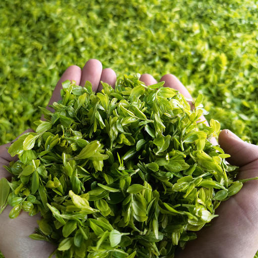 良觅本草体验装酸枣芽 商品图2