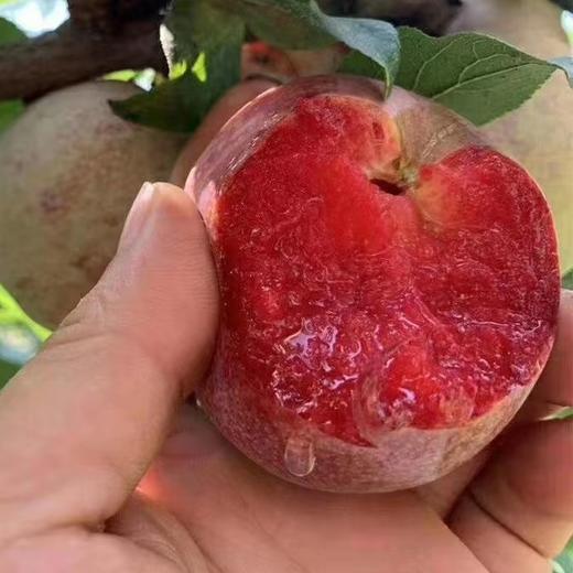 【中秋好礼】石家庄优选仓库速达  新疆杏李.恐龙蛋，玫瑰色的果子，果肉饱满多汁，风味独特， 净重3斤/15枚礼盒 商品图7