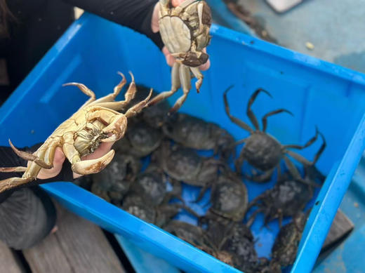 阳澄湖大闸蟹｜御姑苏（下单备注要几公几母，备注几号发货）真正的阳澄湖大闸蟹 商品图7