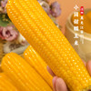 溢田有机小园甜糯玉米（200g*10） 商品缩略图1