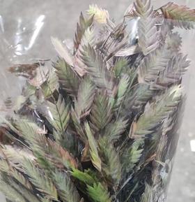 叶材 | 小盼草秋色