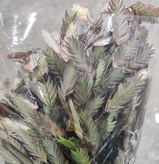 叶材 | 小盼草秋色 商品图0