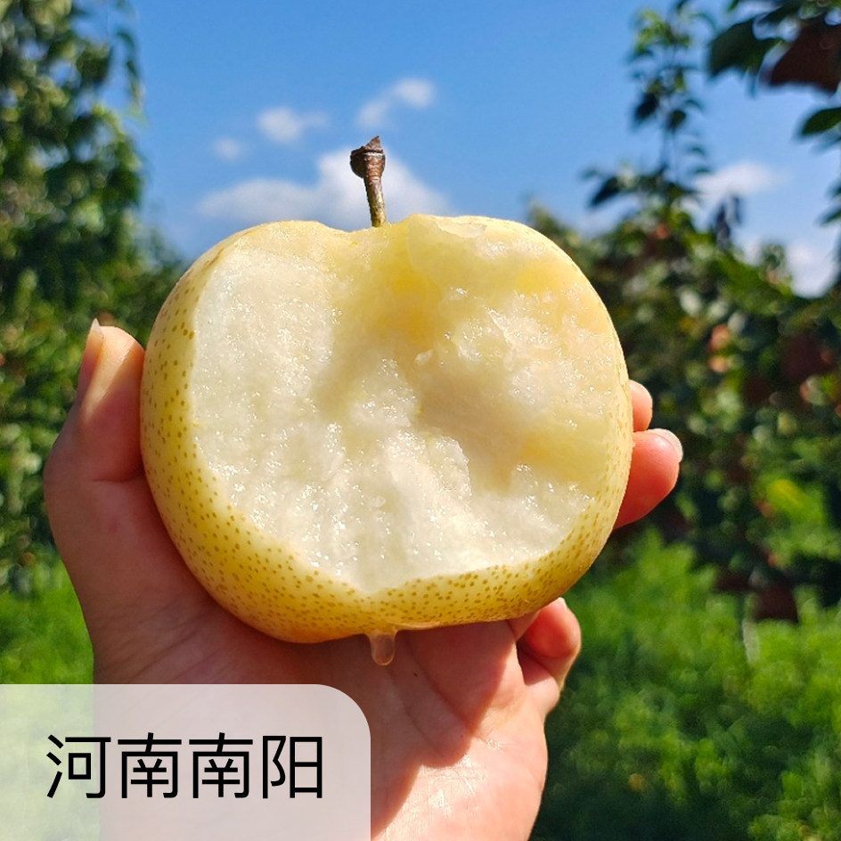 有机黄金梨  中果/小果