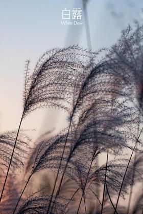  白露，一年中最诗意的节气