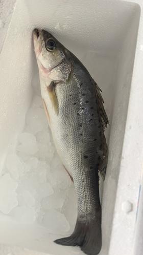 冰鲜海鲈鱼29.8元箱约400-500g，明天到