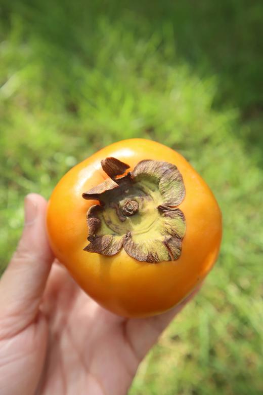 39.9抢5斤2025头茬 云南高山次郎吉柿 日本进口品种 无涩无核 自带“冰糖心 糖度18+基地直邮 商品图1