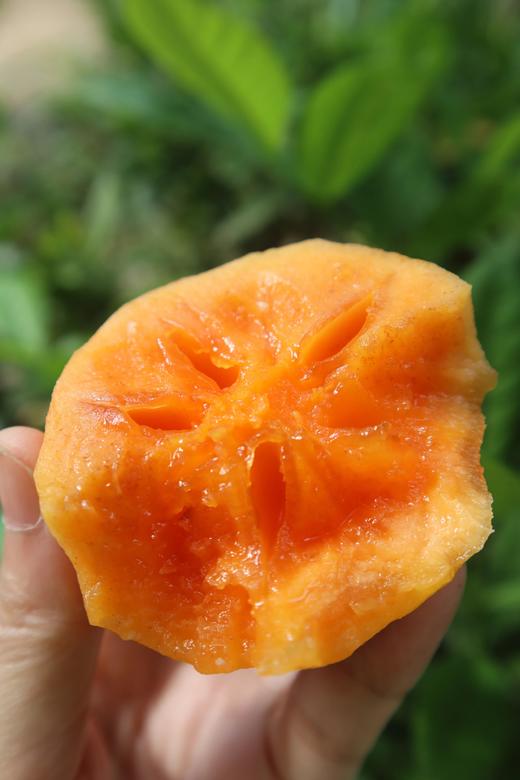 39.9抢5斤2025头茬 云南高山次郎吉柿 日本进口品种 无涩无核 自带“冰糖心 糖度18+基地直邮 商品图2