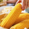 心选丨东北黑土地2025新摘黏玉米 商品缩略图2