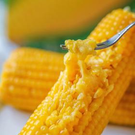 心选丨东北黑土地2025新摘黏玉米