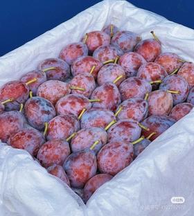 新疆西梅蜜甜多汁4斤礼盒/2斤装