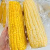 心选丨东北黑土地2025新摘黏玉米 商品缩略图4