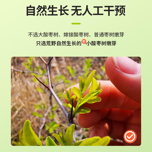 良觅本草小绿罐酸枣芽 商品图1